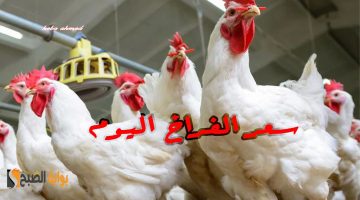 سعر االفراخ اليوم 6