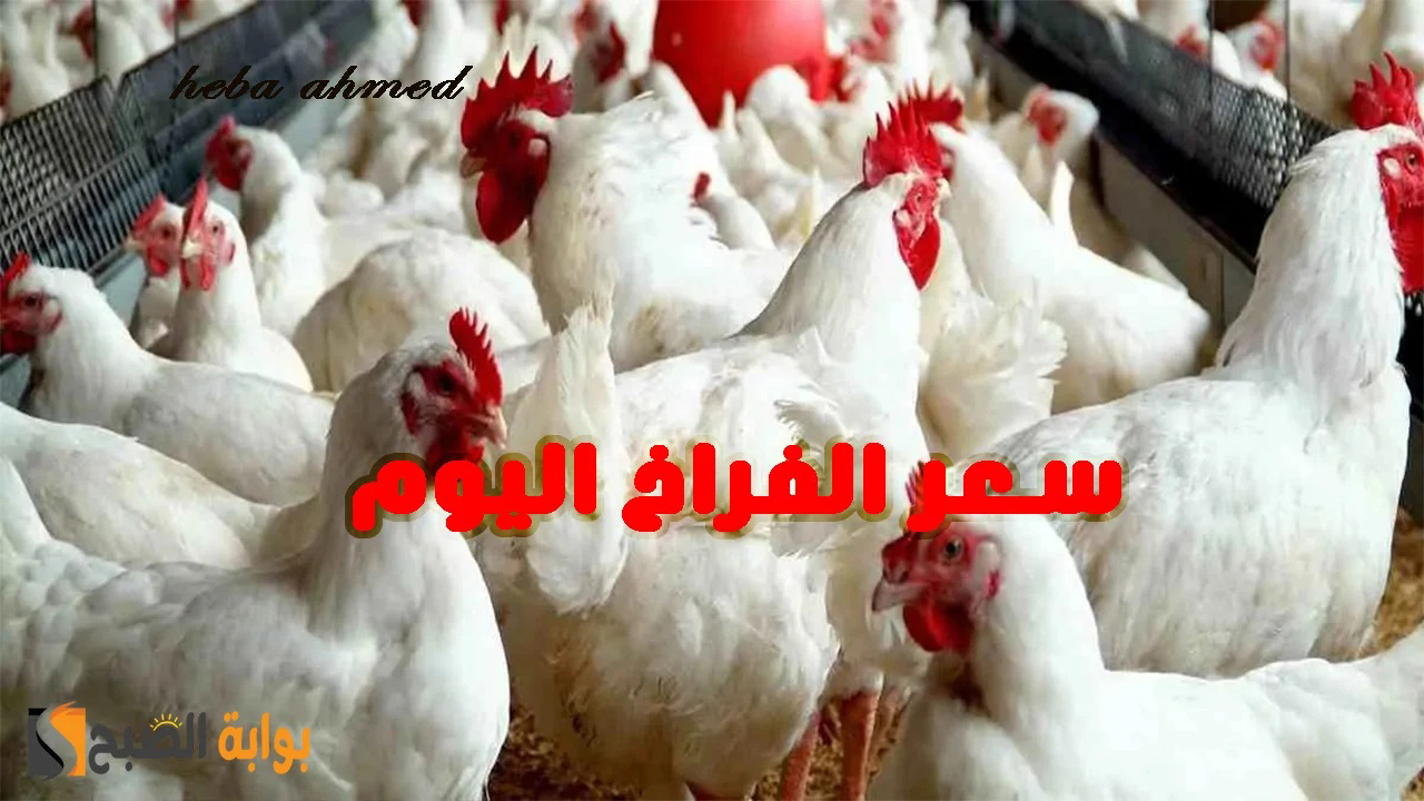 ألحقي خزنيها... سعر الفراخ اليوم الإثنين 22 يوليو 2024 وصل لأقل سعر لها منذ 4 أشهر 2 ألحقي خزنيها… سعر الفراخ اليوم الإثنين 22 يوليو 2024 وصل لأقل سعر لها منذ 4 أشهر