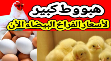 سعر الدواجن اليوم في مصر 1