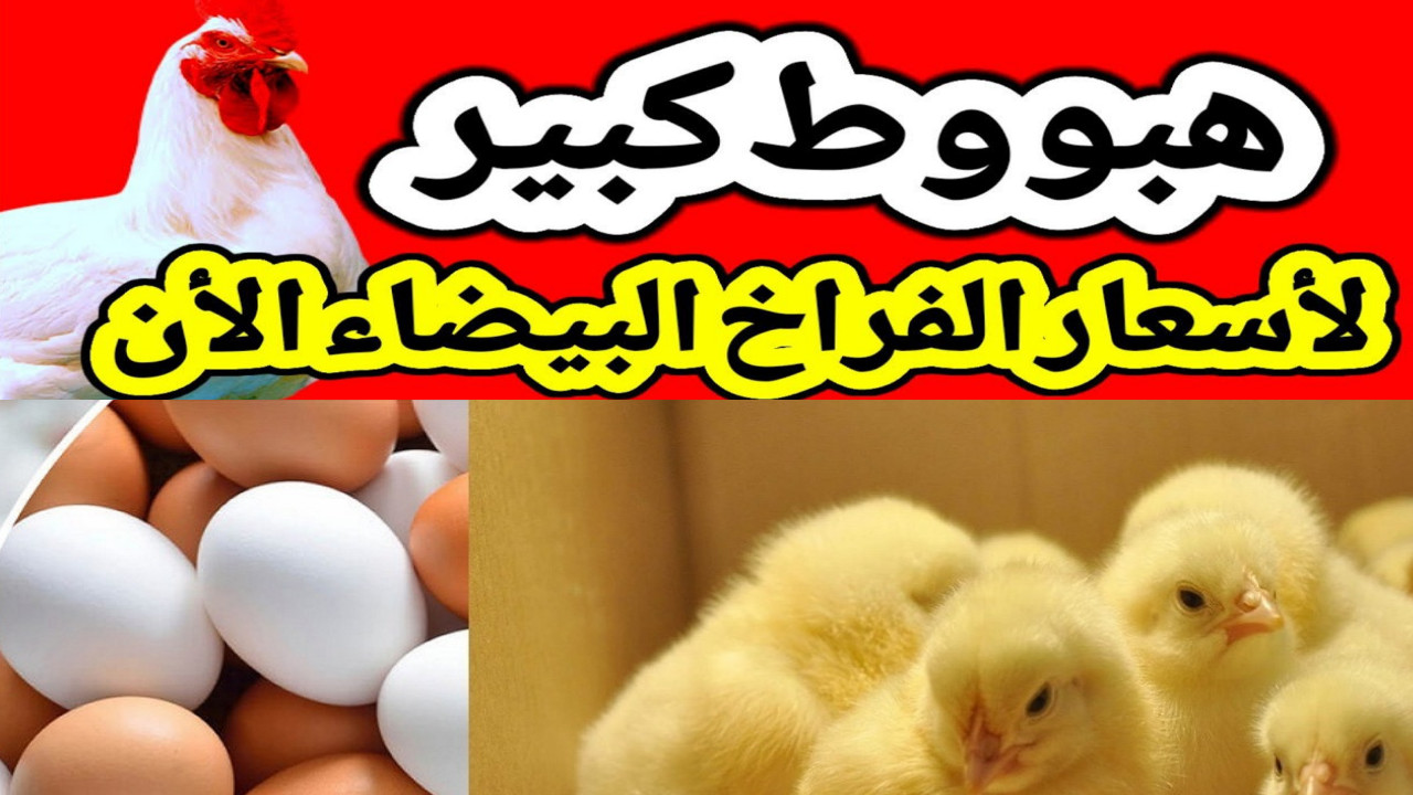 “هبوط كبيير” أسعار الدواجن اليوم في مصر الخميس 11 يوليو 2024