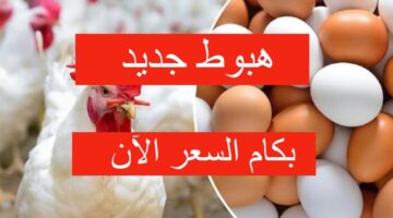 سعر الفراخ اليوم السبت
