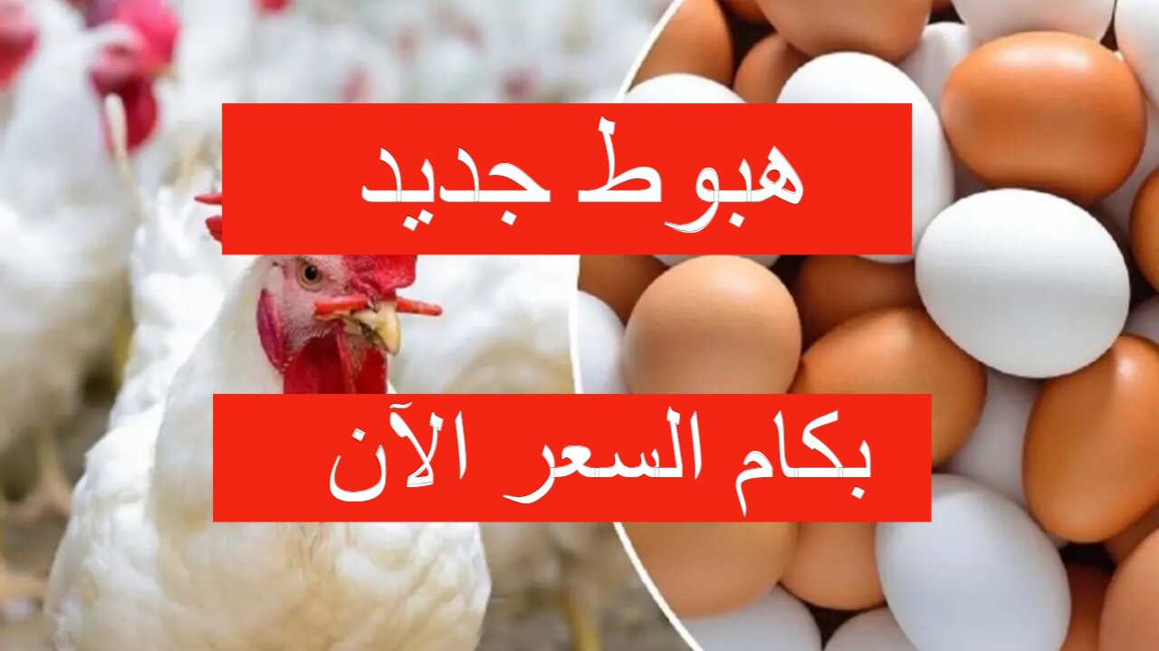 هبوط وتراجع يضرب الأسواق… سعر الدواجن اليوم السبت عقب انخفاض السعر هذا الأسبوع
