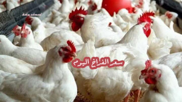 هبوط سعر الفراخ اليوم الأحد 7 يوليو 2024 لأقل مستوى لها منذ 7 أشهر