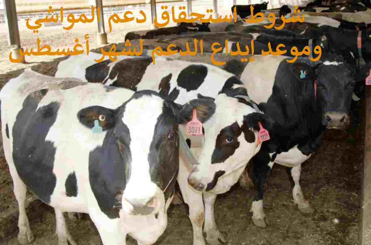 شروط استحقاق دعم المواشي 1446 وخطوات التسجيل في البرنامج