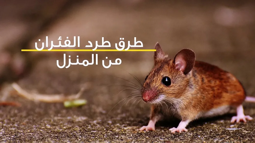 بدون استخدام مواد كيميائية.. طريقة القضاء على الفئران والحشرات الضارة نهائيا بمكون موجود في مطبخك هيختفوا تماماً