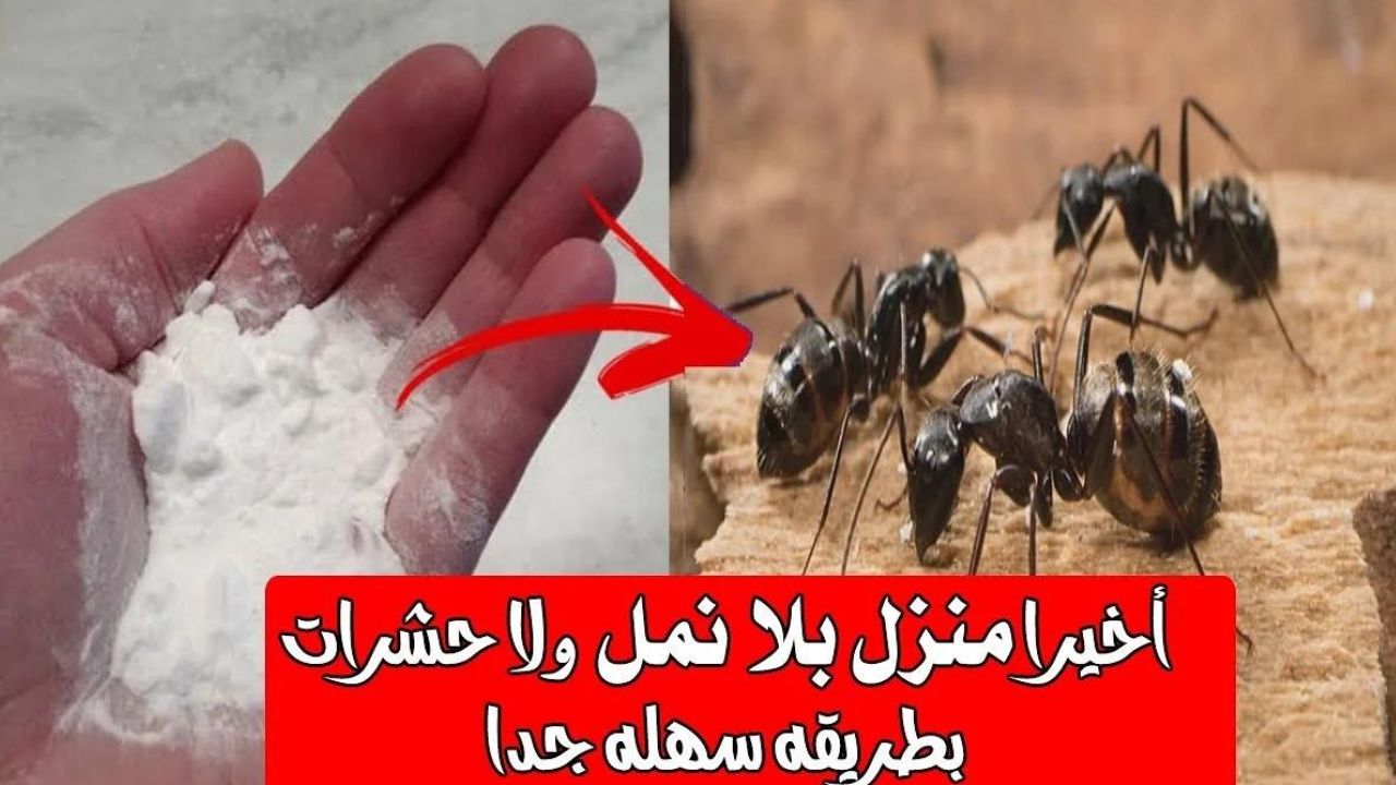 " مش هتشوفيه تاني طوال الصيف " طريقة التخلص من النمل والحشرات في المنزل بوصفات طبيعية 5 ” مش هتشوفيه تاني طوال الصيف ” طريقة التخلص من النمل والحشرات في المنزل بوصفات طبيعية