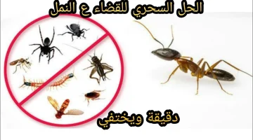 طريقة طرد النمل