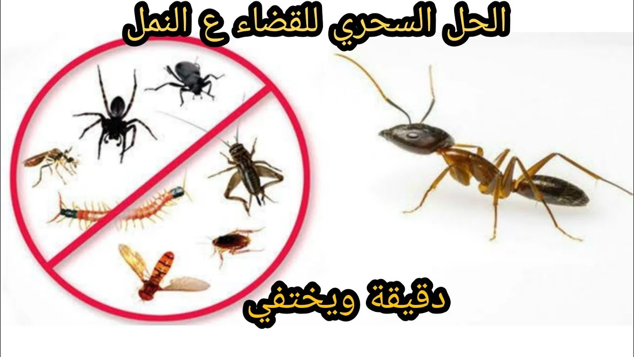 أنسي النمل وقرصاته.. طرد حشرات الصيف بشكل نهائي من المنزل بمكونات طبيعية بدون مواد كيماوية نهائيا 5 أنسي النمل وقرصاته.. طرد حشرات الصيف بشكل نهائي من المنزل بمكونات طبيعية بدون مواد كيماوية نهائيا