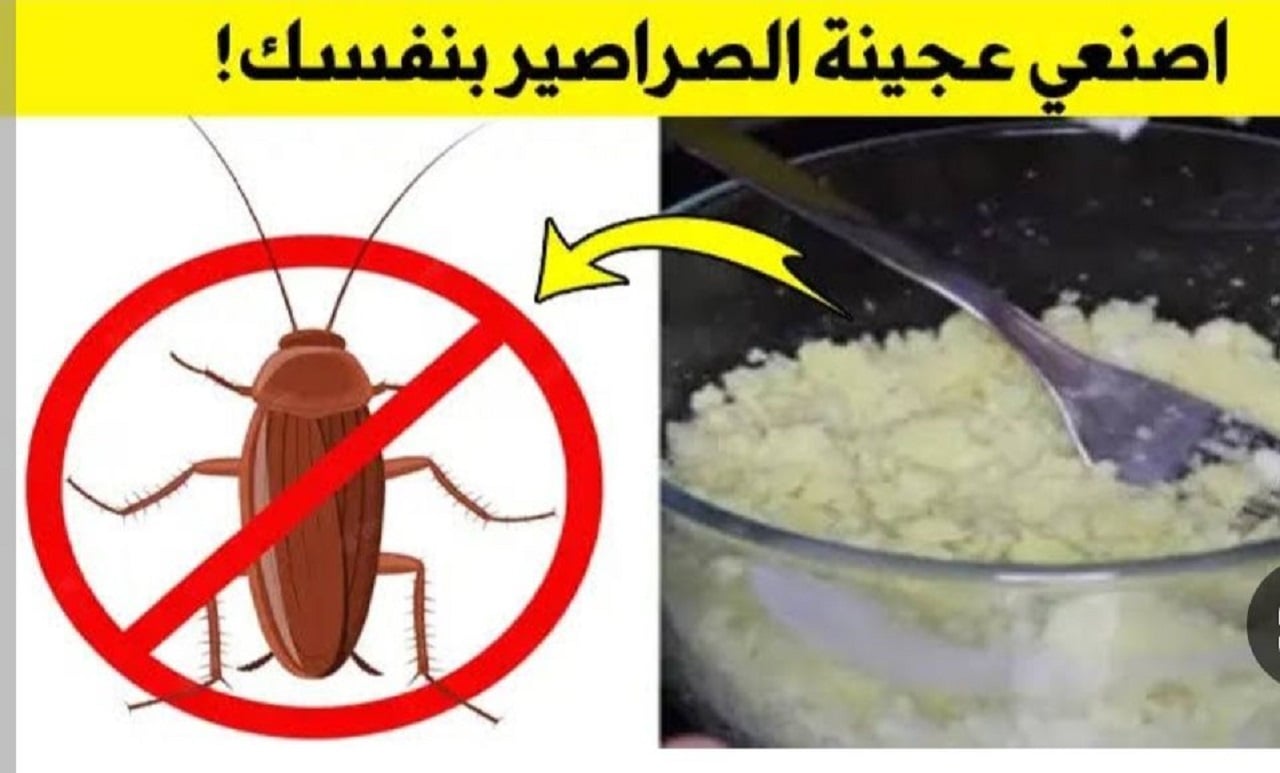 هيختفوا تماماً.. طريقة عمل عجينة الصراصير للتخلص من الحشرات الموجودة في المنزل بدون استخدام مبيدات حشرية