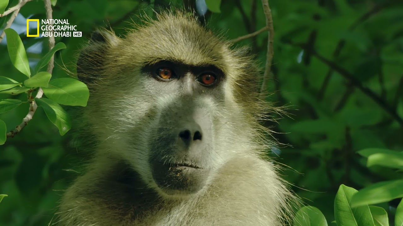 تردد قناة ناشيونال جيوغرافيك national geographic 2024 بعد التعديل لعرض أهم البرامج والأفلام الوثائقية