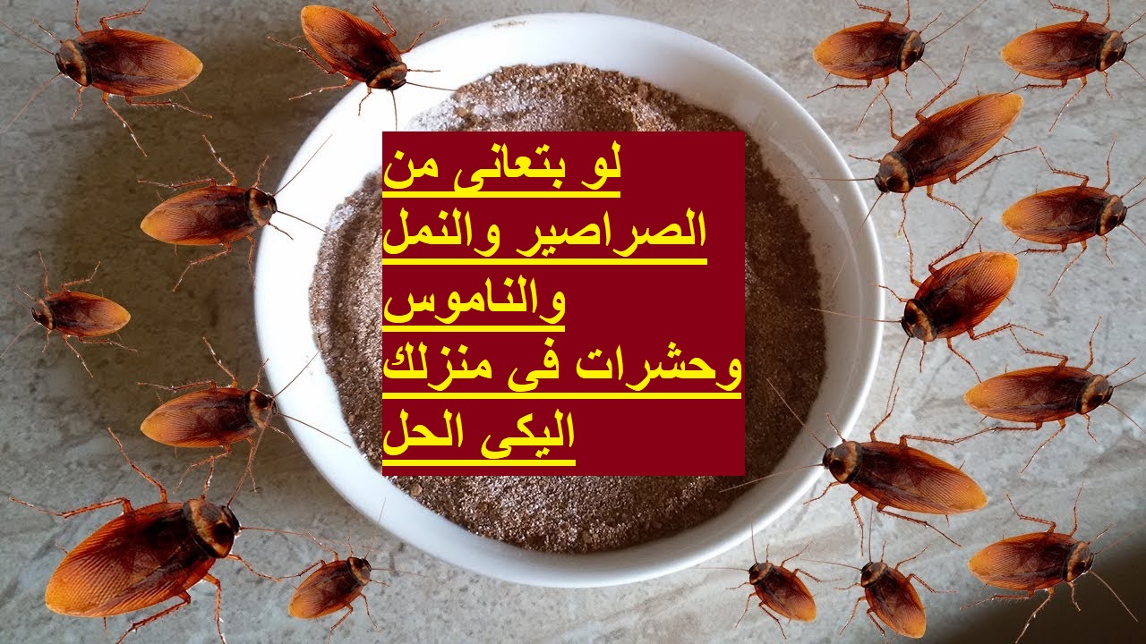هيختفوا من بيتك.. كيفية التخلص من الحشرات والصراصير والنمل بمكون موجود في بيتك 5 هيختفوا من بيتك.. كيفية التخلص من الحشرات والصراصير والنمل بمكون موجود في بيتك