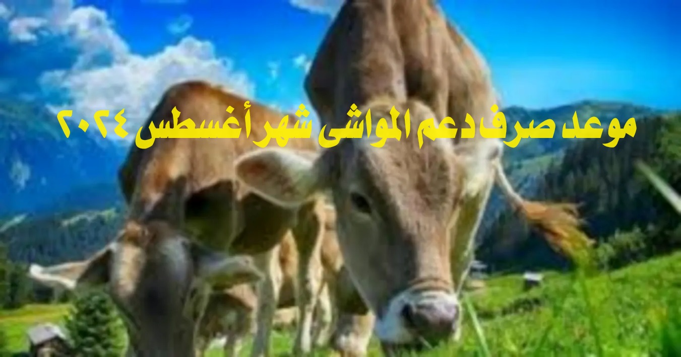 موعد صرف دعم المواشي شهر أغسطس 2024 وشروط الحصول على الدعم
