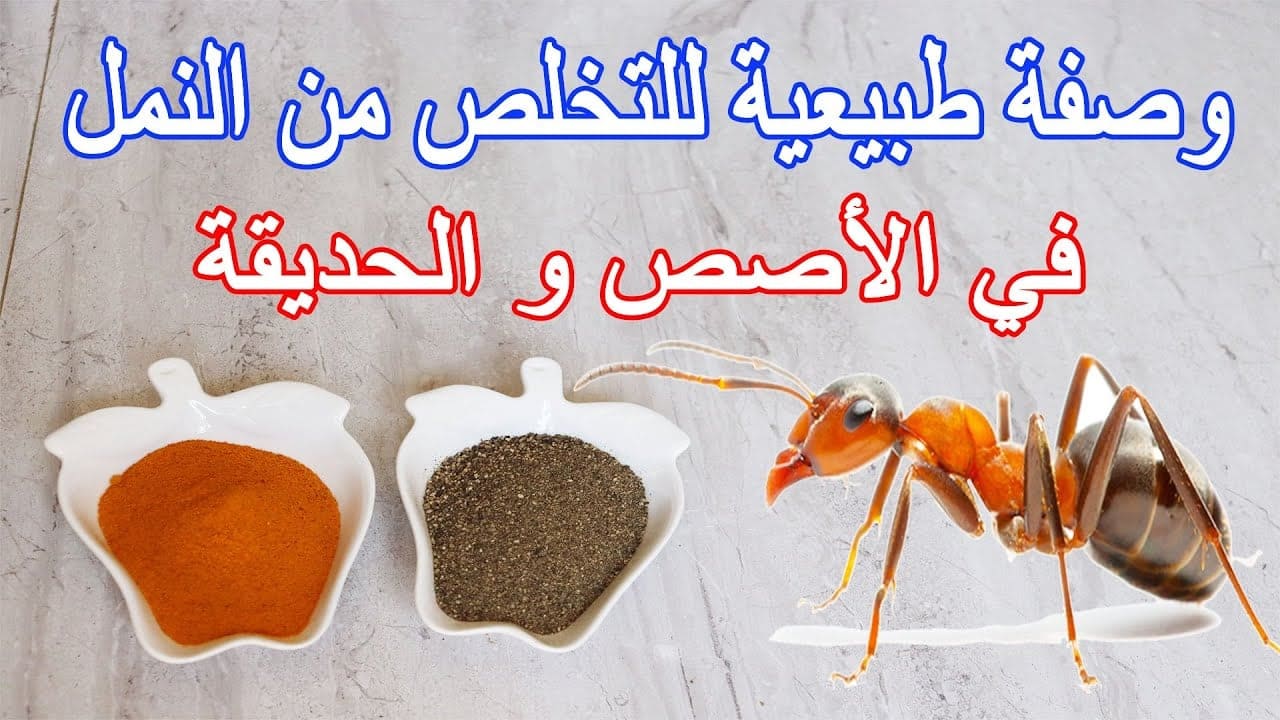 قولي وداعا للحشرات.. كيفية التخلص من النمل وحشرات الصيف بطرق طبيعية بدون رش مبيدات ضارة