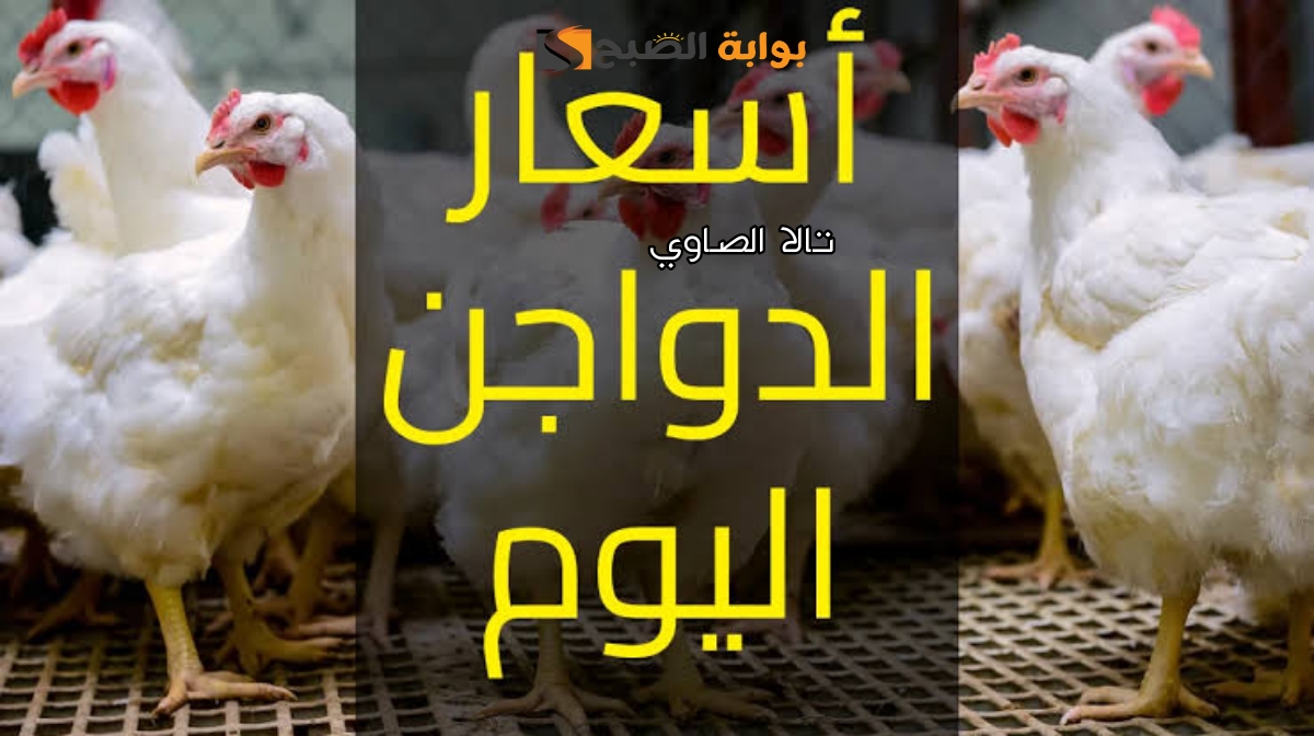 تراجعًا جديدًا في بورصة الدواجن اليوم الجمعة 12 يوليو 2024 2 تراجعًا جديدًا في بورصة الدواجن اليوم الجمعة 12 يوليو 2024