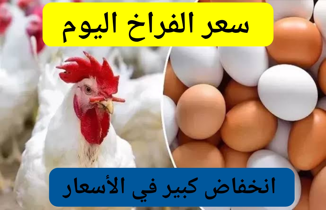 “متفوتش الفرصة” هبوط جديد في سعر الفراخ اليوم الاثنين 19- 8-2024 وكم سعر كرتونة البيض