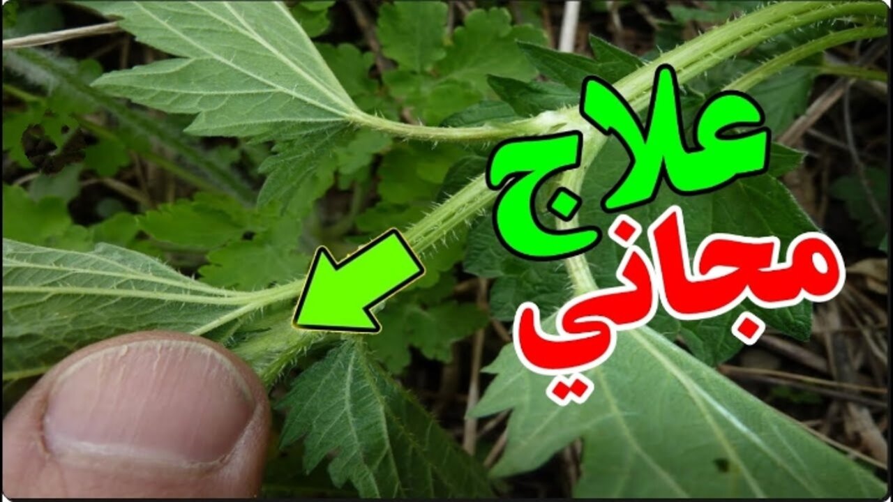 من عشبة مخيفة لمخزن فوائد.. كنز طبيعي غير متوقع مخفي داخل هذه النبتة العتيقة 5 من عشبة مخيفة لمخزن فوائد.. كنز طبيعي غير متوقع مخفي داخل هذه النبتة العتيقة