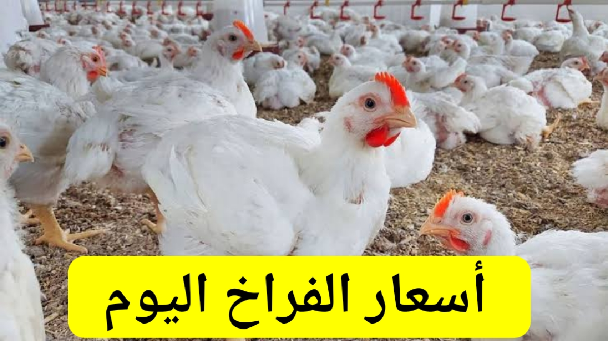 فرصة اشتري وخزن.. بكم سعر الفراخ اليوم الاحد 25 /8/ 2024 والكتاكيت والبيض في الأسواق المصرية