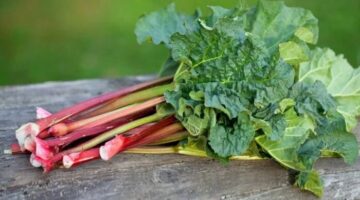 The medicinal benefits of Rhubarb Pumbachalan 1