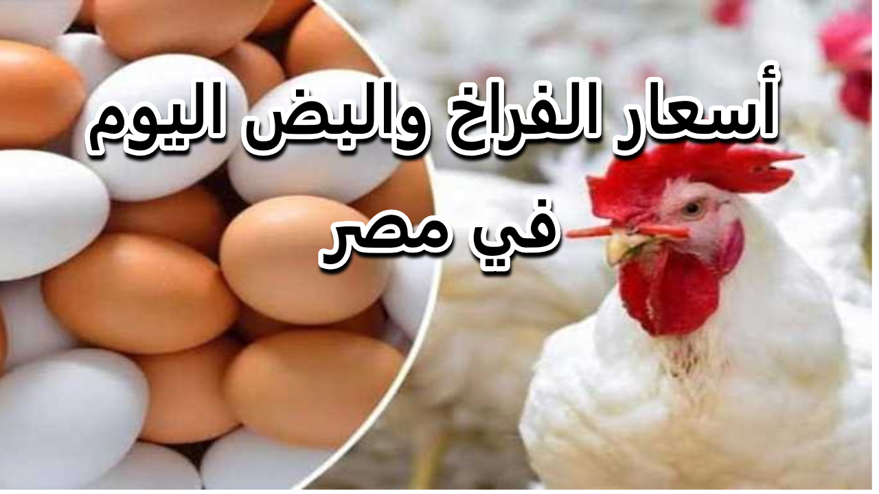 البانيه بكام.. تراجع مستمر في سعر الدواجن اليوم في مصر ومفاجأة في أسعار البيض 5 البانيه بكام.. تراجع مستمر في سعر الدواجن اليوم في مصر ومفاجأة في أسعار البيض