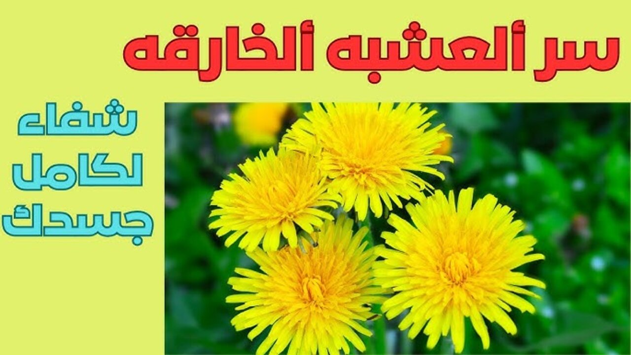 هدية طبيعية لا تقدر بثمن.. زهور صفراء صغيرة تنتشر بين المزروعات تأثيرها يفوق الوصف