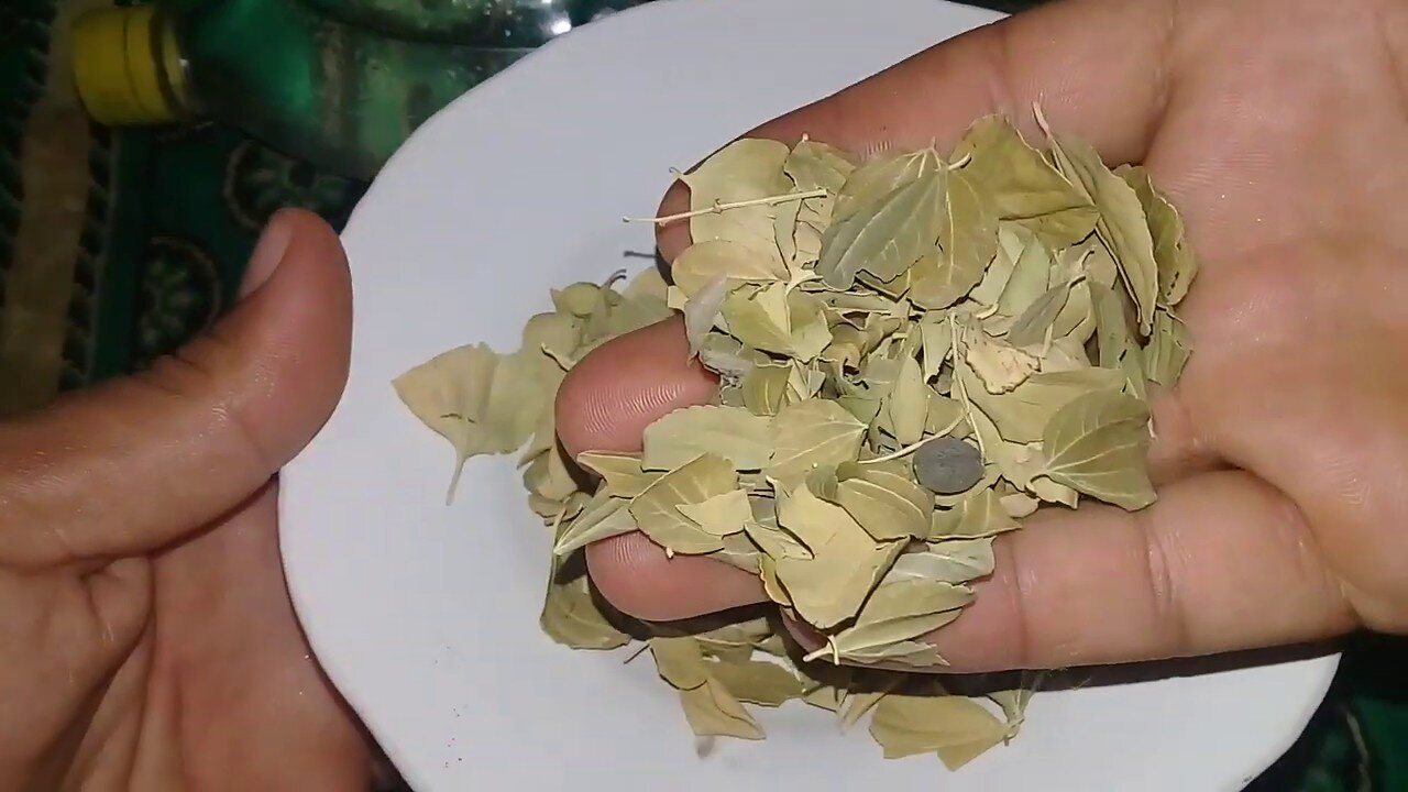 عشبة لديها مكانة كبيرة عند الجميع.. نبتة تمتلك أهمية كبيرة لفوائدها التي ستراها بنفسك