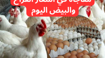 أسعار الدواجن والبيض