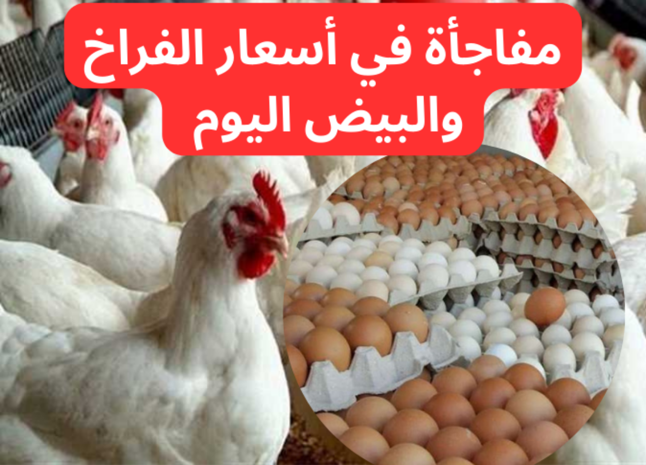 تراجع كبير…مفاجأة في سعر الفراخ والبيض اليوم في بورصة الدواجن