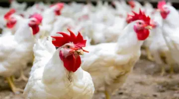 أسعار الفراخ اليوم السبت 24 أغسطس 2024