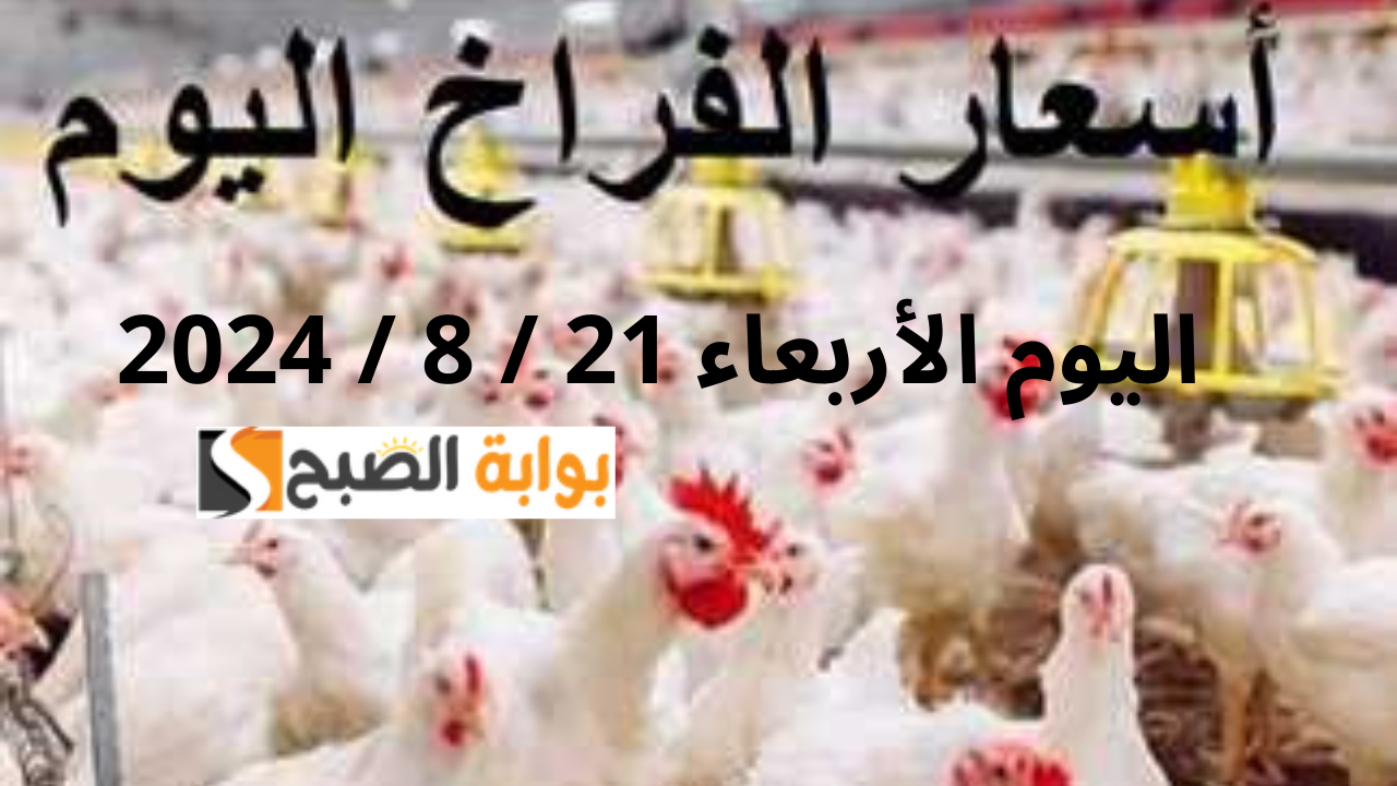 سعر الفراخ اليوم الأربعاء 21 أغسطس 2024.. أسعار كيلو الدواجن البلدي والبيضاء في السوق النهارده