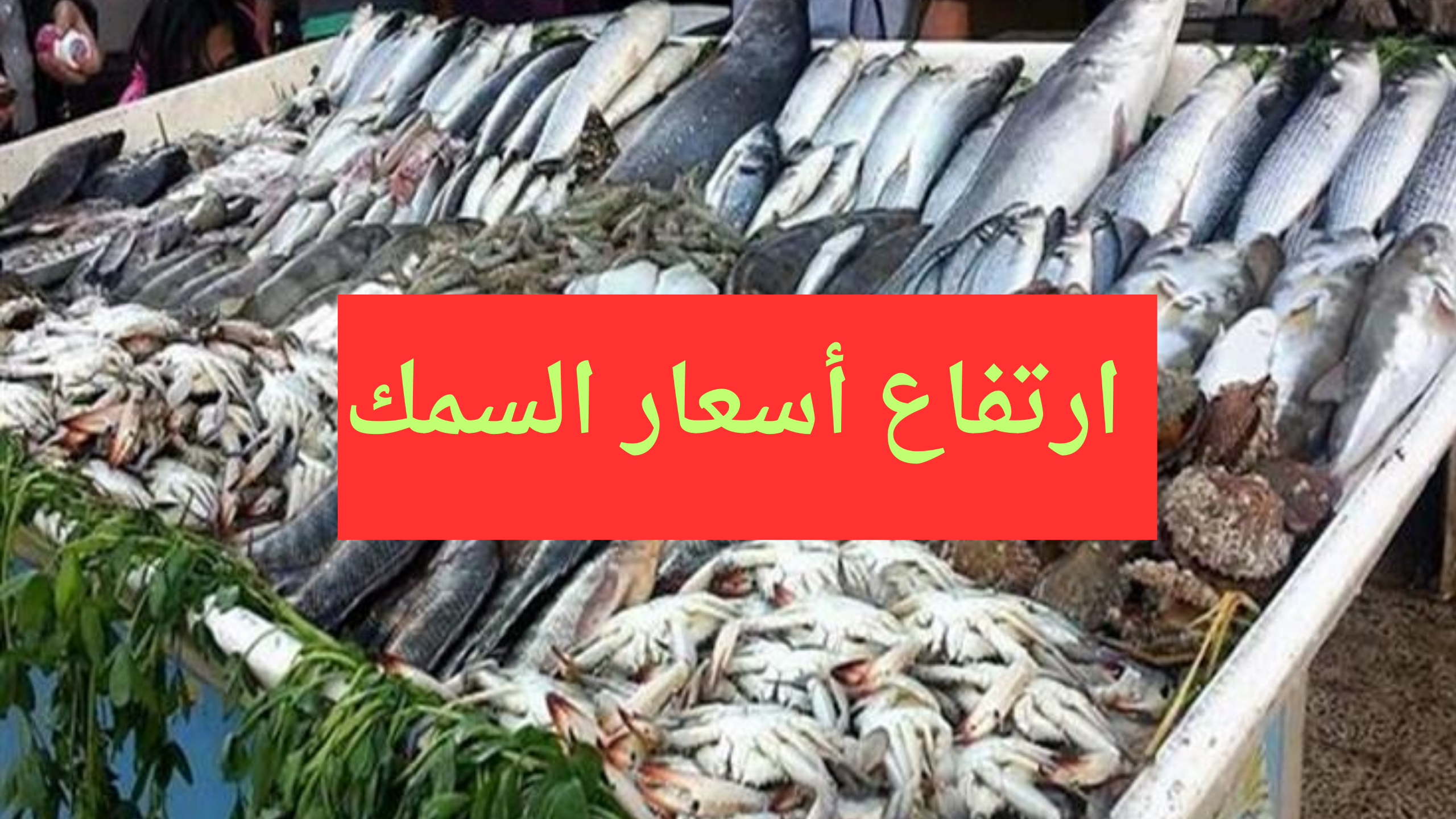 بلطي وبوري.. اسعار السمك اليوم في السوق المصري وأسباب ارتفاع سعر الكيلو