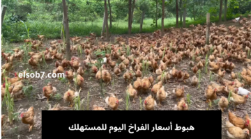 اسعار الفراخ اليوم