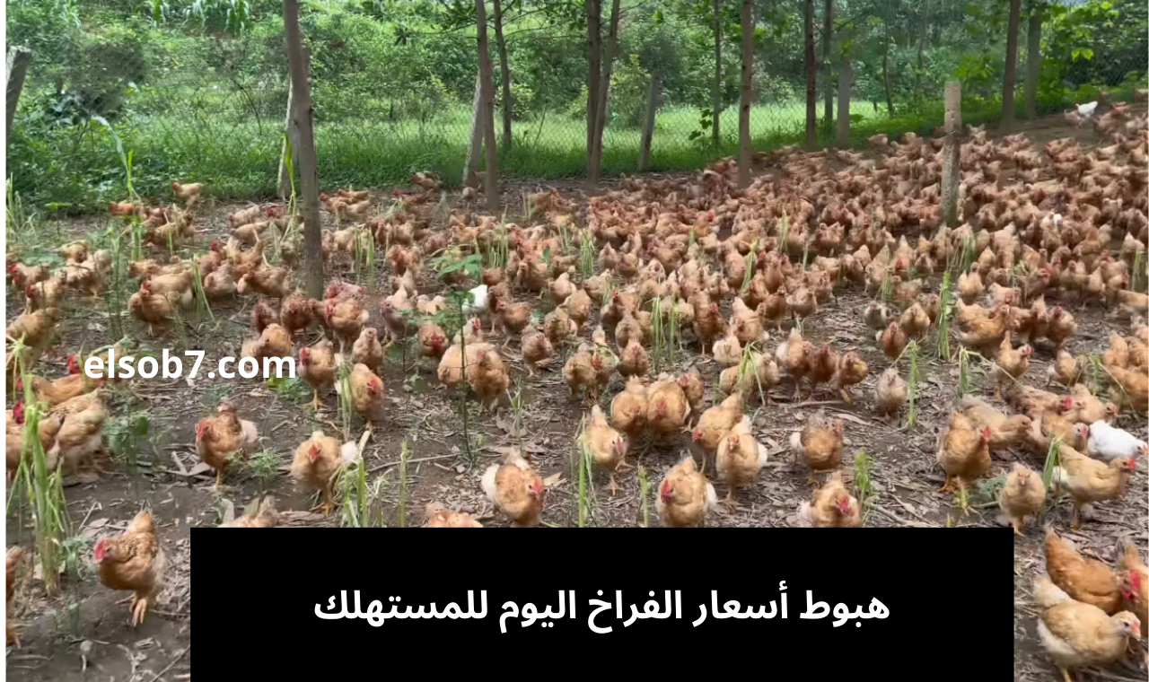 هبوط مستمر.. سعر الفراخ البيضاء والحمراء اليوم الجمعة 16-8-2024 في مصر للمستهلك ومن المزرعة 2 هبوط مستمر.. سعر الفراخ البيضاء والحمراء اليوم الجمعة 16-8-2024 في مصر للمستهلك ومن المزرعة
