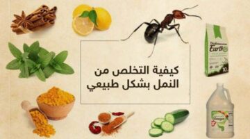 التخلص من النمل 2