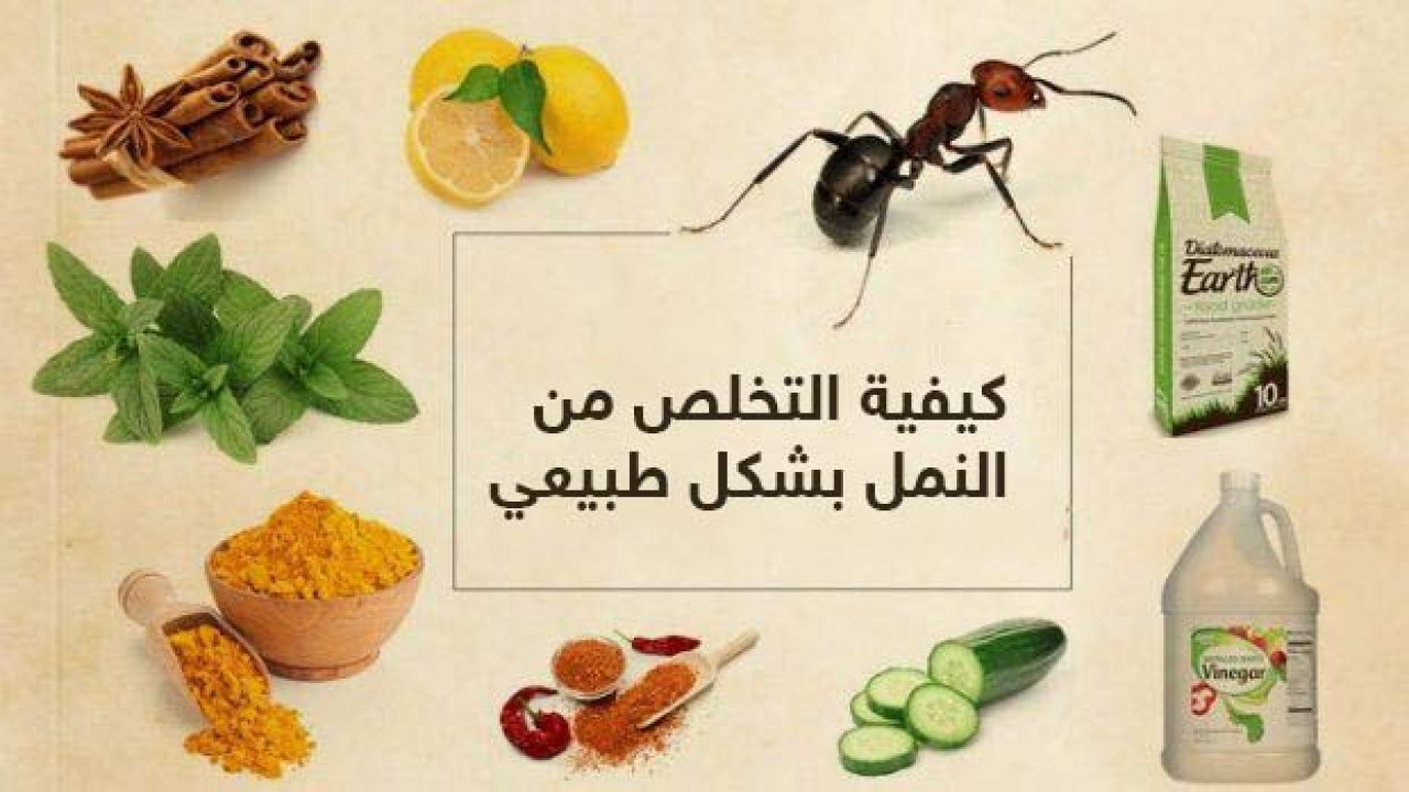 بدون مبيدات حشرية.. طرق التخلص من النمل وحشرات الصيف نهائياً بمكونات موجودة في البيت