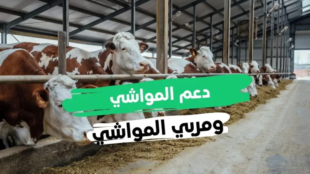 كيفية التسجيل في دعم المواشي 1446 والشروط المطلوبة للحصول على الدعم