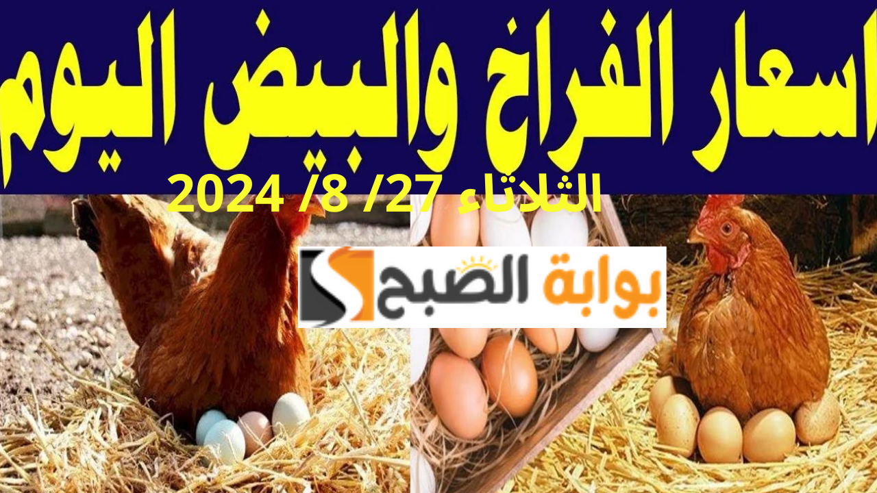 سعر الفراخ اليوم الثلاثاء 27 أغسطس 2024.. أسعار الدواجن البيضاء والبلدي والساسو النهارده في السوق والمزرعة