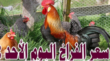 تصميم بدون عنوان8 1