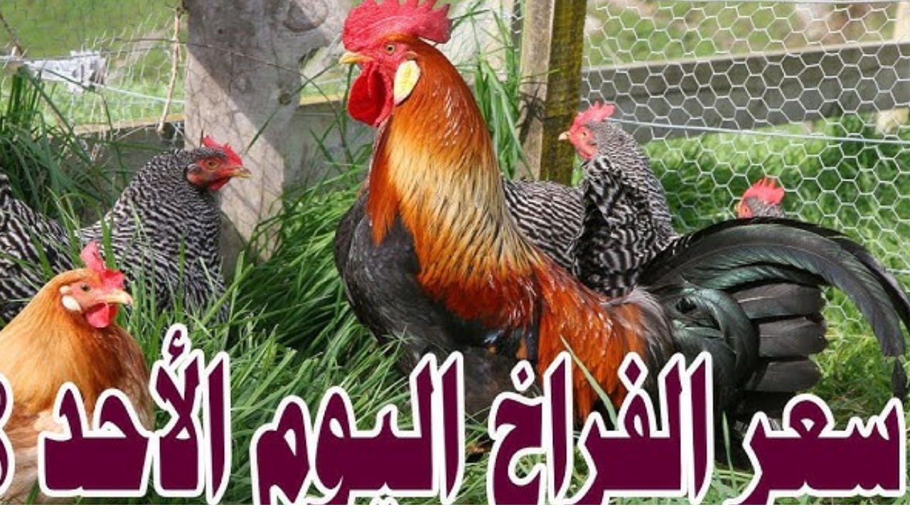 “بكام النهارده” أسعار الدواجن اليوم الأحد 18 أغسطس 2024 في السوق.. سعر كيلو الفراخ البيضاء والبلدي والبانيه