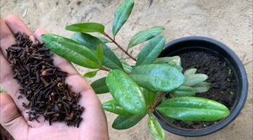زراعة القرنفل في المنزل 1