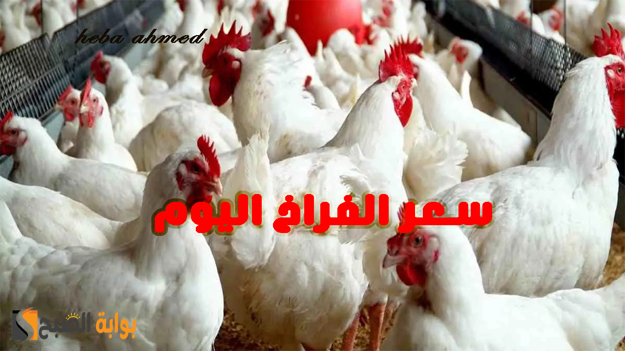 ألحقي خزنيها… انخفاض وهبوط سعر الفراخ اليوم الجمعة 9 أغسطس 2024 لأقل مستوى لها منذ 5 شهور