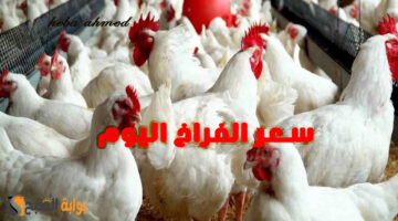سعر االفراخ اليوم 2