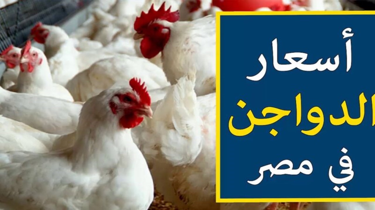 الكيلو وصل كام انهاردة؟.. زيادة أسعار الدواجن اليوم في مصر وهذا سعر كرتونة البيض 2 الكيلو وصل كام انهاردة؟.. زيادة أسعار الدواجن اليوم في مصر وهذا سعر كرتونة البيض
