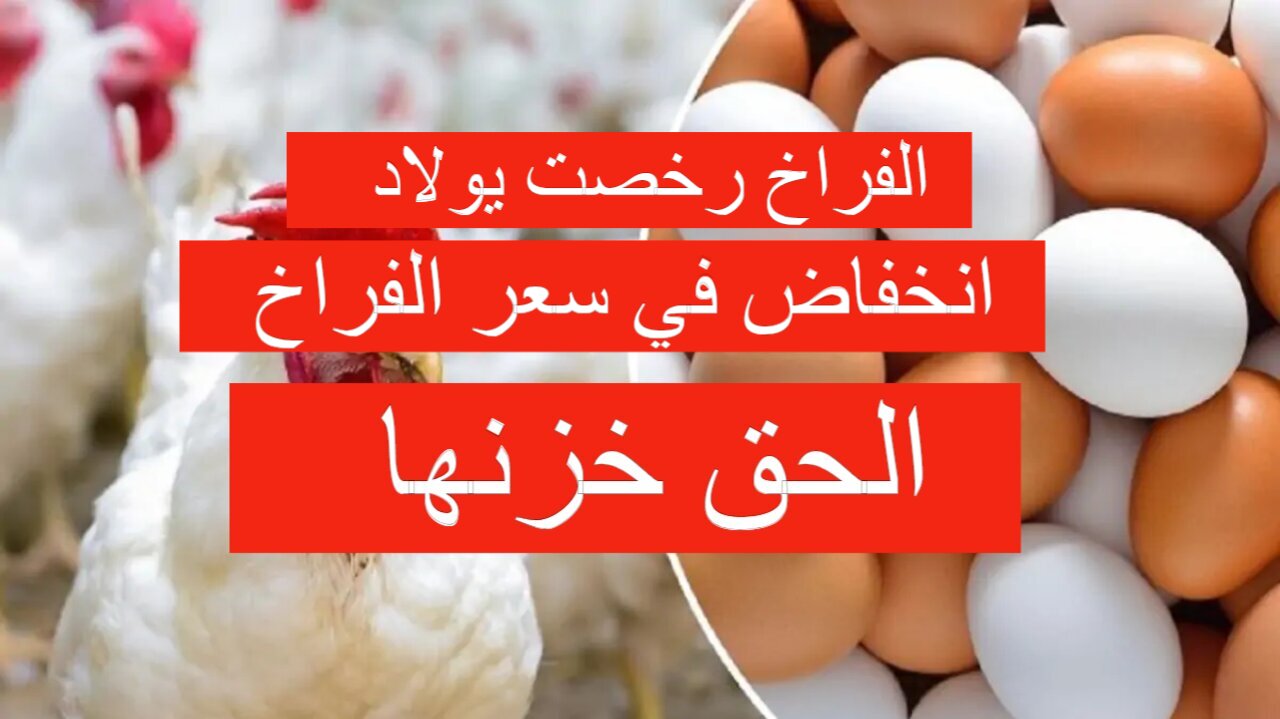 الفراخ رخصت اشتري وخزن.. سعر الفراخ اليوم الأحد بورصة الدواجن تنخفض بشكل كبير