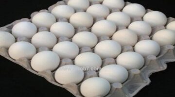 سعر كرتونة البيض اليوم