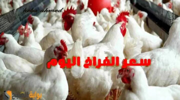سعرر االفراخ االيوم