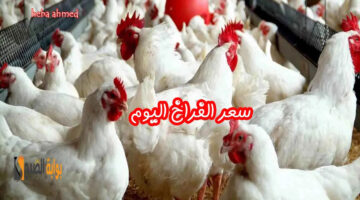 سعرر االفراخ اليوم 1