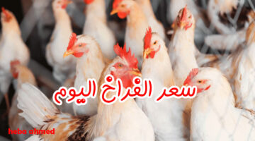 سعرر الفراخ اليوم