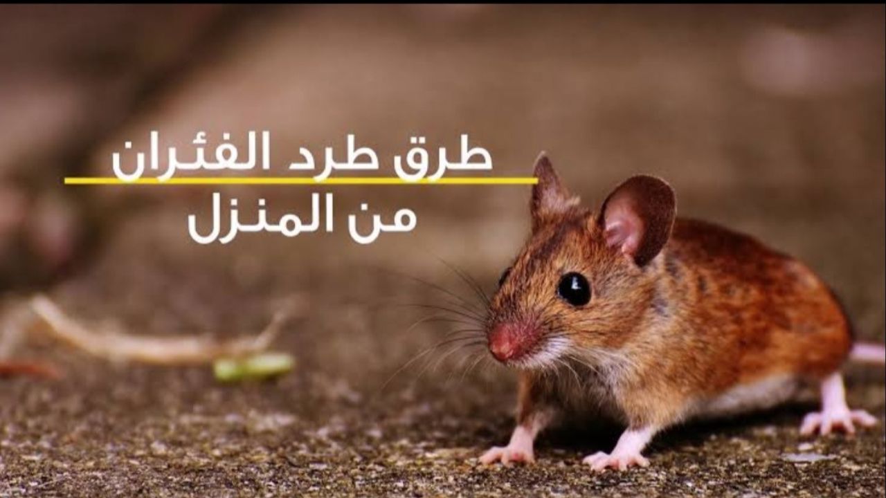 انسي انك تشوفيهم تاني.. رشة قوية وفعالة هتطرد الفئران من البيت بدون عودة وبطريقة فعالة وأمنة