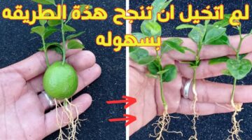طريقة زراعة الليمون في المنزل