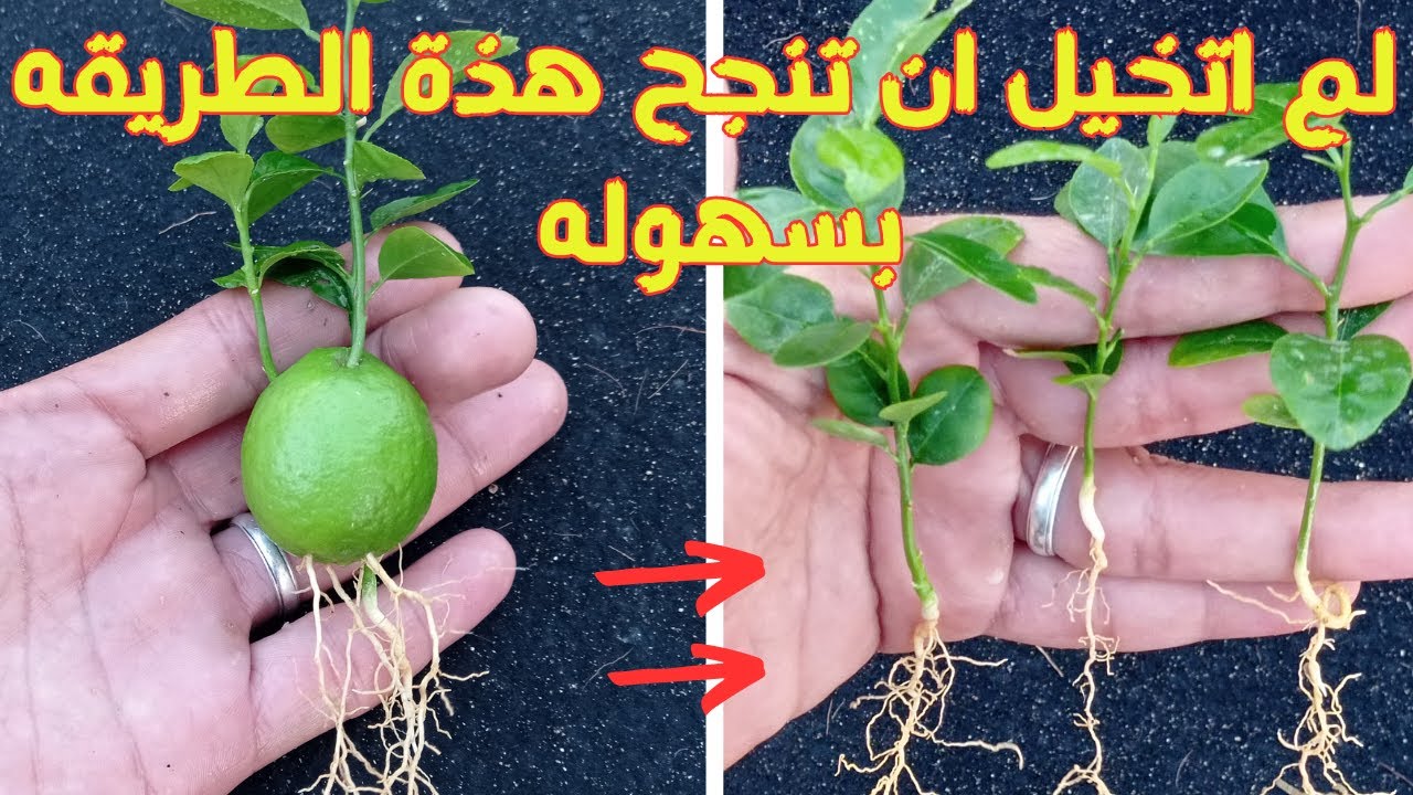 ماترميش البذر.. طريقة زراعة الليمون في المنزل لشجرة مثمرة بخطوات سهلة